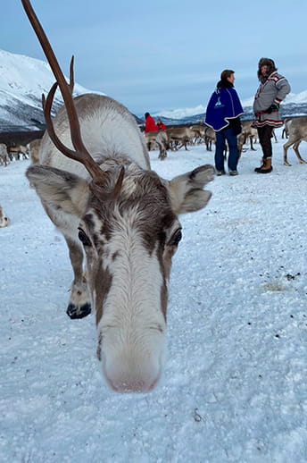 Reindeer in Tromso